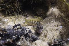 Parablennius tasmanianus