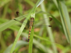 Sympetrum speciosum