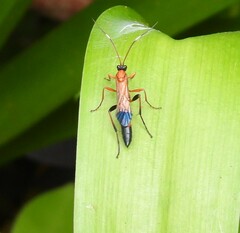 Ctenochares bicolorus