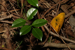 Pandorea jasminoides
