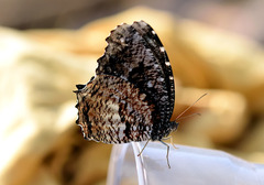 Elymnias nesaea