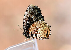 Elymnias nesaea