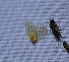 Saccharodite chrysonoe