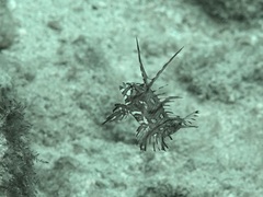 Novaculichthys taeniourus