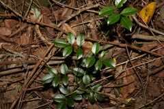 Pandorea jasminoides