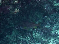 Sargocentron spiniferum