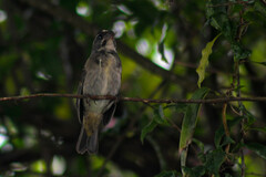 Sporophila frontalis