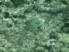 Stethojulis balteata
