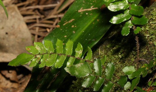 Image of Pellaea nana by (c) Greg Tasney, some rights reserved (CC BY-SA)