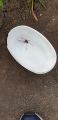 Eratigena atrica