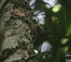 Xiphorhynchus fuscus