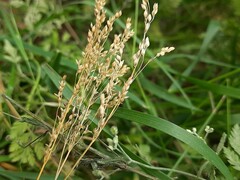 Milium vernale