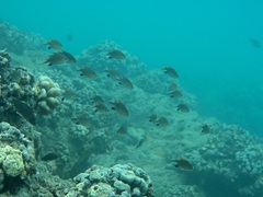 Pycnochromis vanderbilti