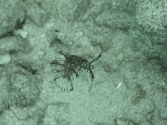 Novaculichthys taeniourus