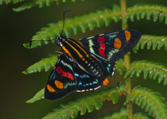 Mimoniades versicolor