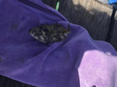 Meuschenia freycineti