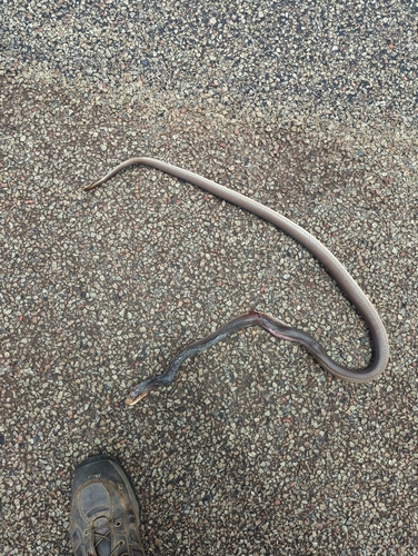 Coastal Taipan sighting
