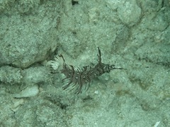 Novaculichthys taeniourus