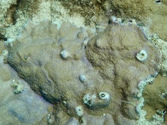 Montipora patula