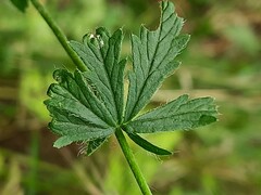Potentilla adscharica