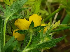 Potentilla adscharica
