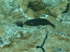 Stethojulis balteata