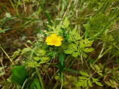Potentilla adscharica