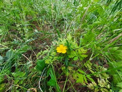 Potentilla adscharica