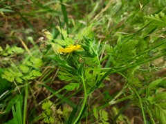 Potentilla adscharica