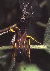 Sceliphron destillatorium