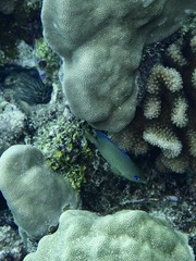 Plectroglyphidodon johnstonianus