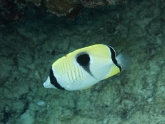 Chaetodon unimaculatus