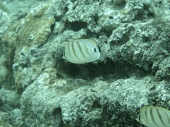 Chaetodon multicinctus