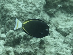 Acanthurus nigricans