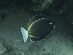 Acanthurus nigricans