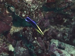 Labroides phthirophagus