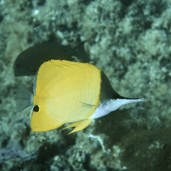 Forcipiger flavissimus