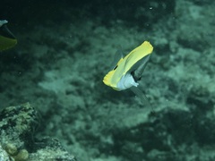 Forcipiger flavissimus