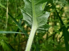 Echinops ossicus