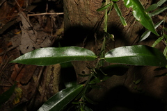 Melodinus acutiflorus