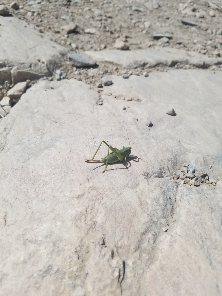 Pale-palped Shieldback
