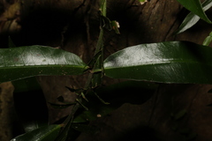 Melodinus acutiflorus
