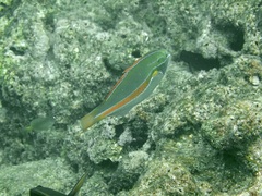 Stethojulis balteata