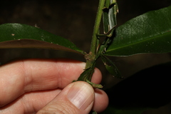Melodinus acutiflorus