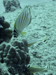 Chaetodon ornatissimus