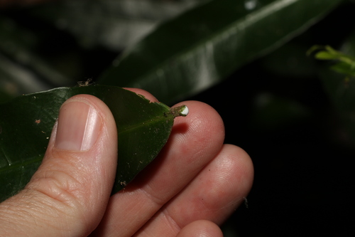Image of Melodinus acutiflorus by (c) Greg Tasney, some rights reserved (CC BY-SA)