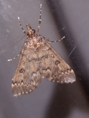 Proternia philocapna