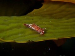 Polycera parvula