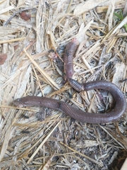 Amphisbaena darwinii