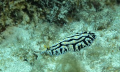 Phyllidia varicosa